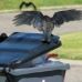 Bird Droppings on Trash Can Lids Are a Health Hazard